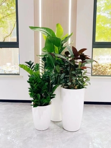 宁波盆景租摆专业，打造独特景观布置